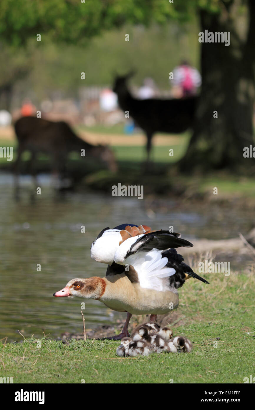 Bushy Park, SW London, England, UK. 15th April 2015. On the hottest day of the year so far, temperatures reached 25 degrees in South West London today. A pharaoh goose protects its chicks beside the heron pond in Bushy Park, as the deer watch from a distance. Credit:  Julia Gavin UK/Alamy Live News Stock Photo