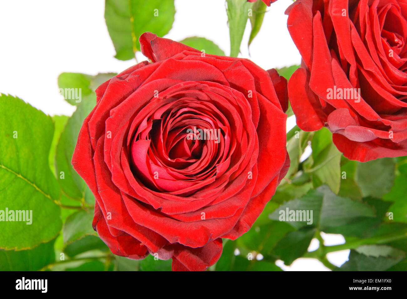 Beautiful Red Rose Stems. Isolated Stock Photo Alamy