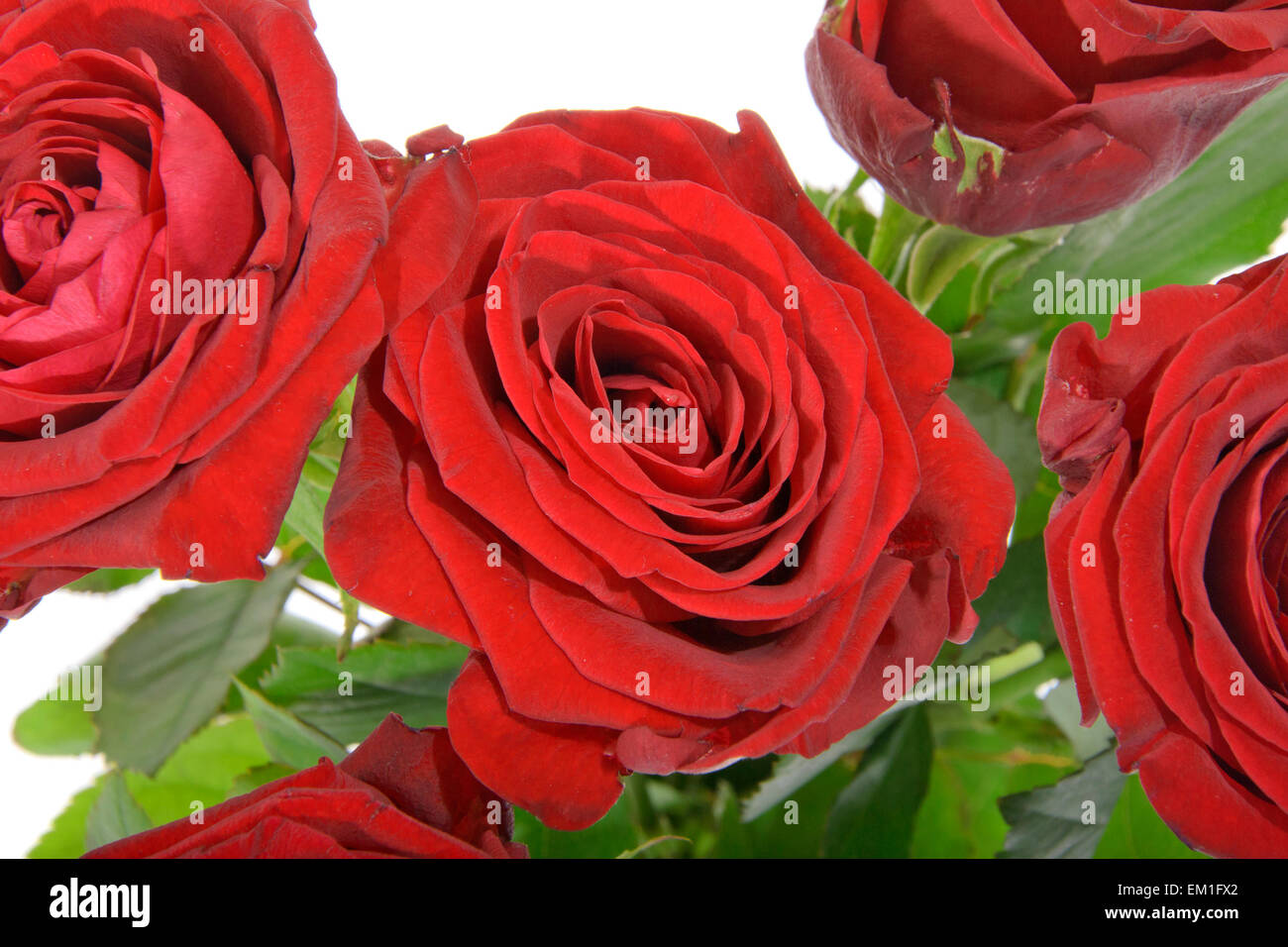 Beautiful Red Rose Stems. Isolated Stock Photo Alamy