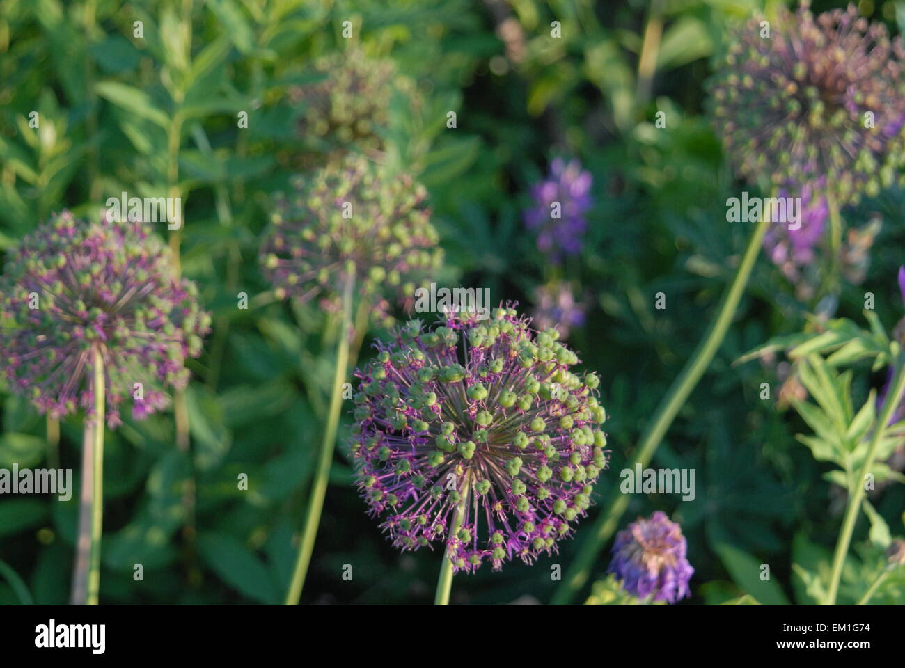 Ornamental Allium, purple onion plant, perennial seed-producing summer flower. Stock Photo