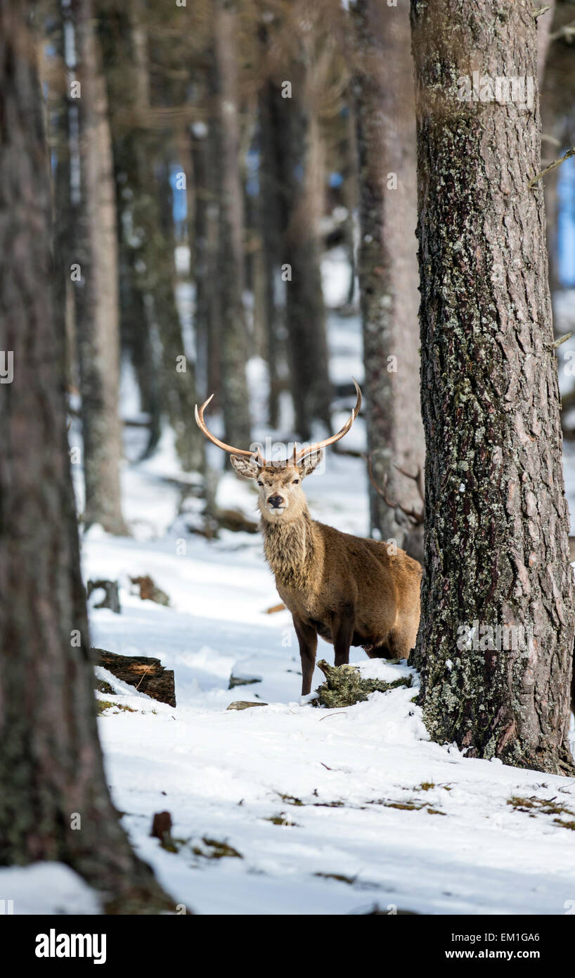 Red deer (Cervus elaphus). Stag moving through a Scottish pine forest on the Alvie estate in winter. Stock Photo