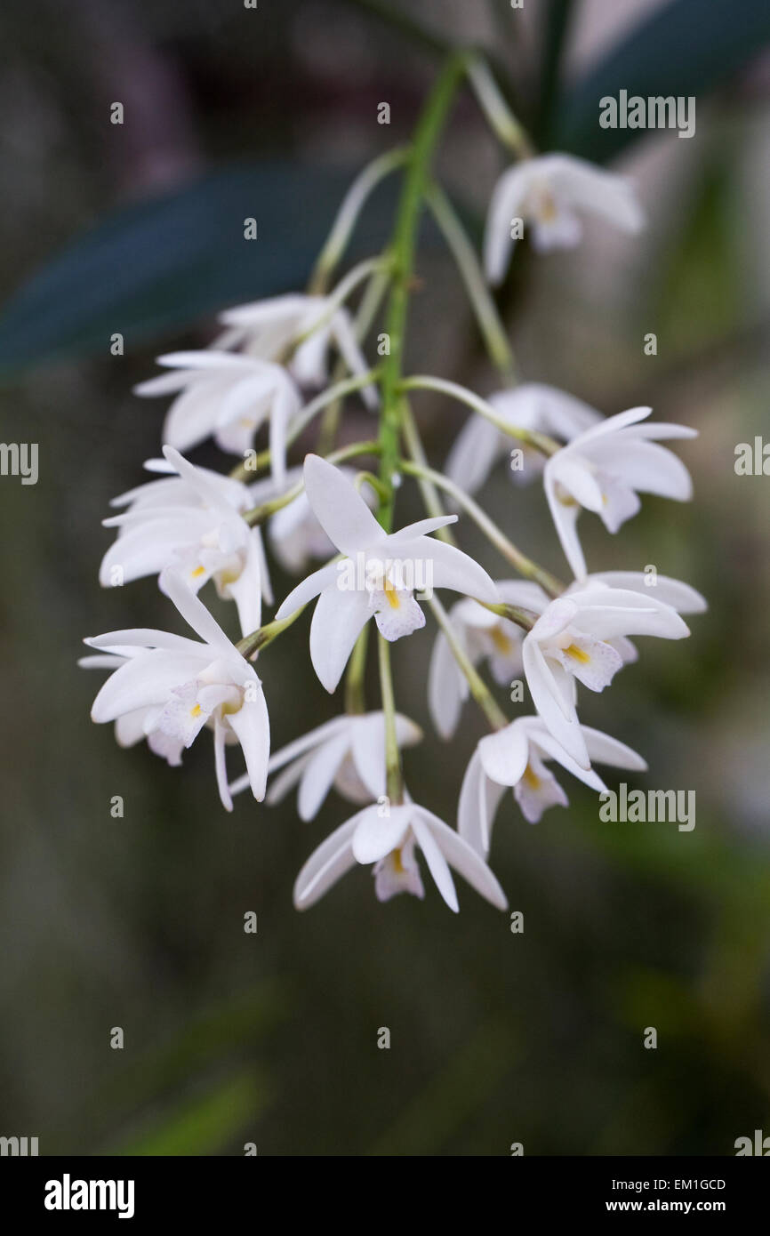 Dendrobium kingianum flowers, growing in a protected environment. Stock Photo