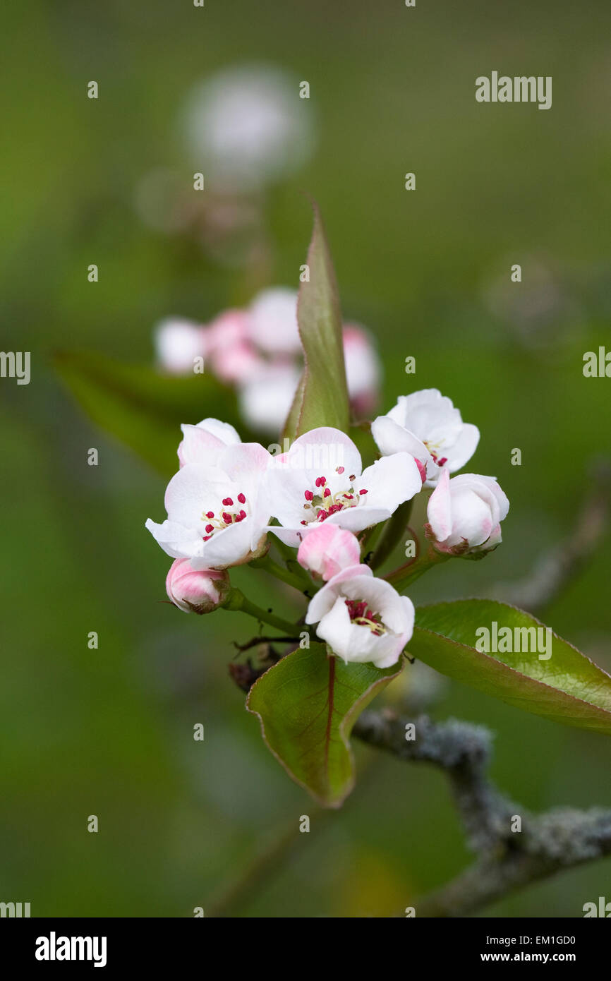 Pyrus pashia blossom. Stock Photo