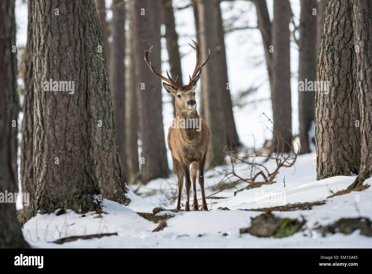 Red deer (Cervus elaphus). Stag moving through a Scottish pine forest on the Alvie estate in winter. Stock Photo