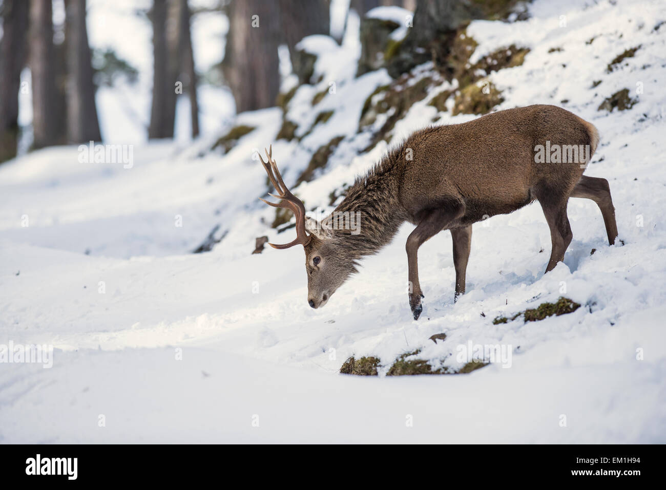 Red deer (Cervus elaphus). Stag moving through a Scottish pine forest