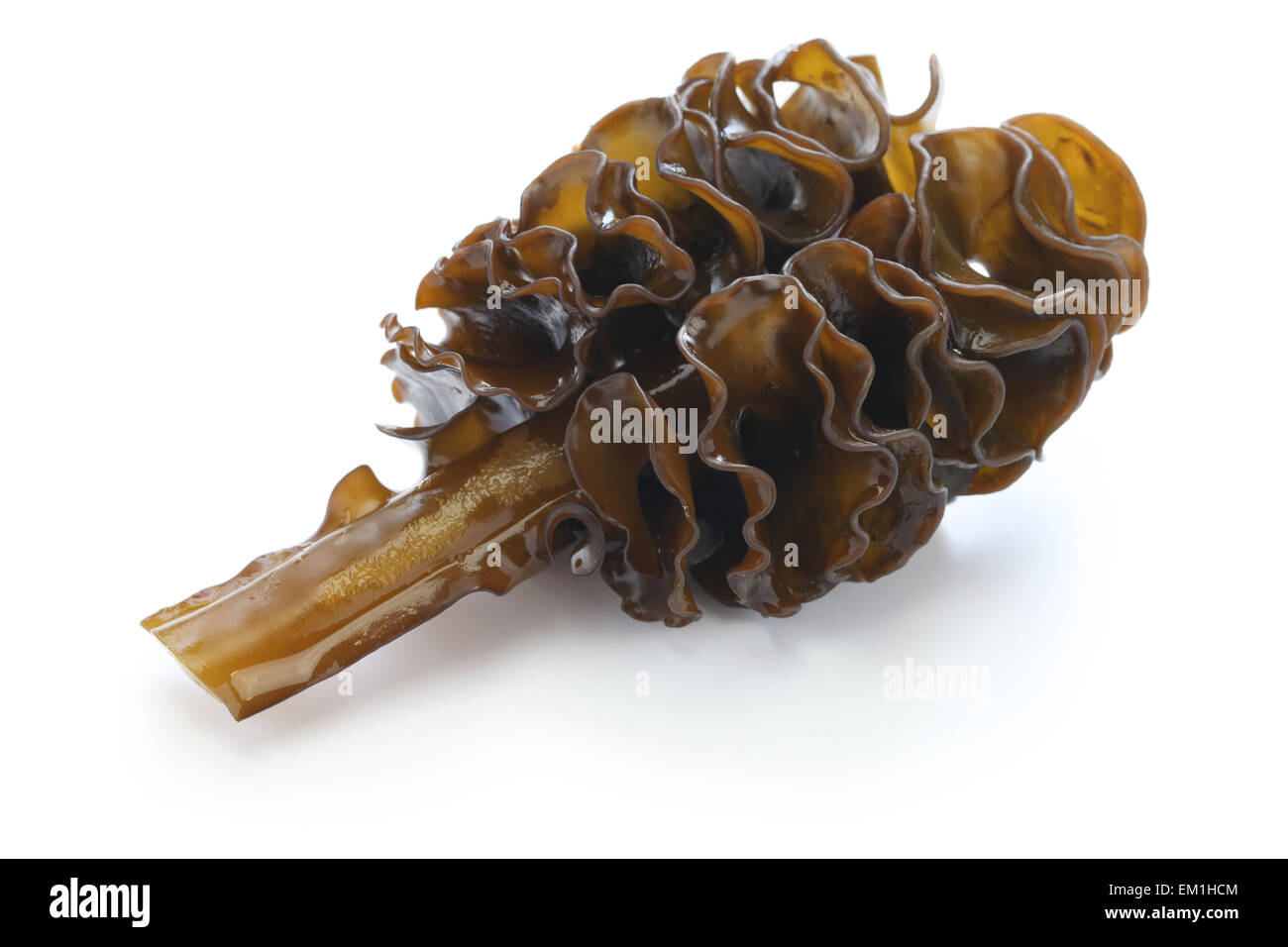 japanese seaweed, mekabu, wakame root isolated on white background Stock Photo