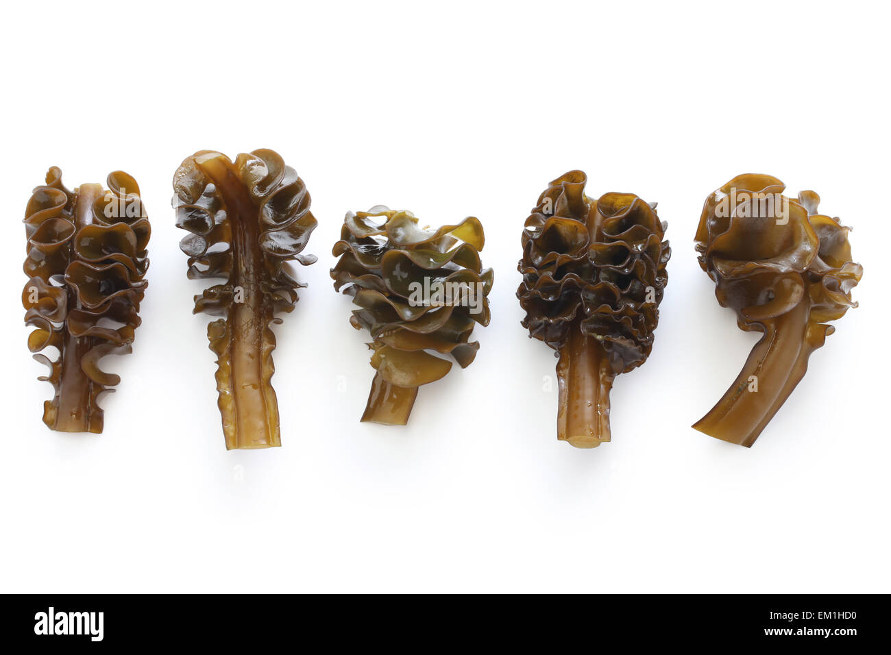 japanese seaweed, mekabu, wakame root isolated on white background Stock Photo