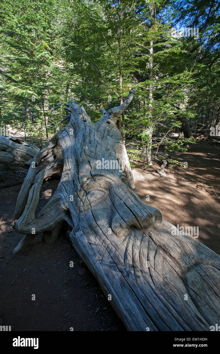 Bosque tallado hi-res stock photography and images - Alamy