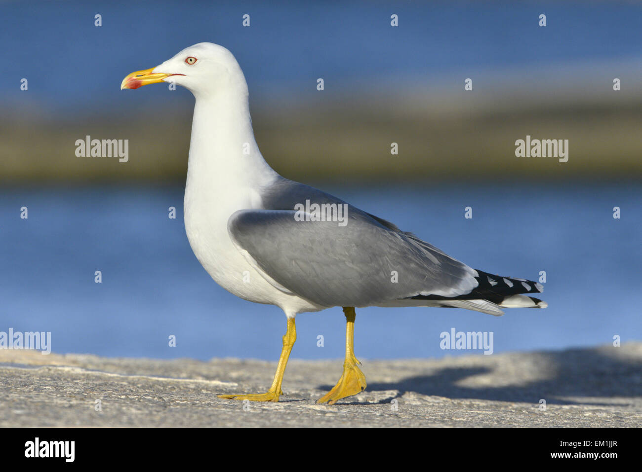 Yellow-legged Gull - Larus michahellis - summer adult. Stock Photo