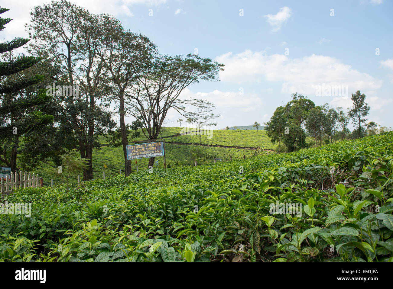 Tea plants surrounding the Pattumala Matha Church and Pilgrim Centre in Kerala, India Stock Photo