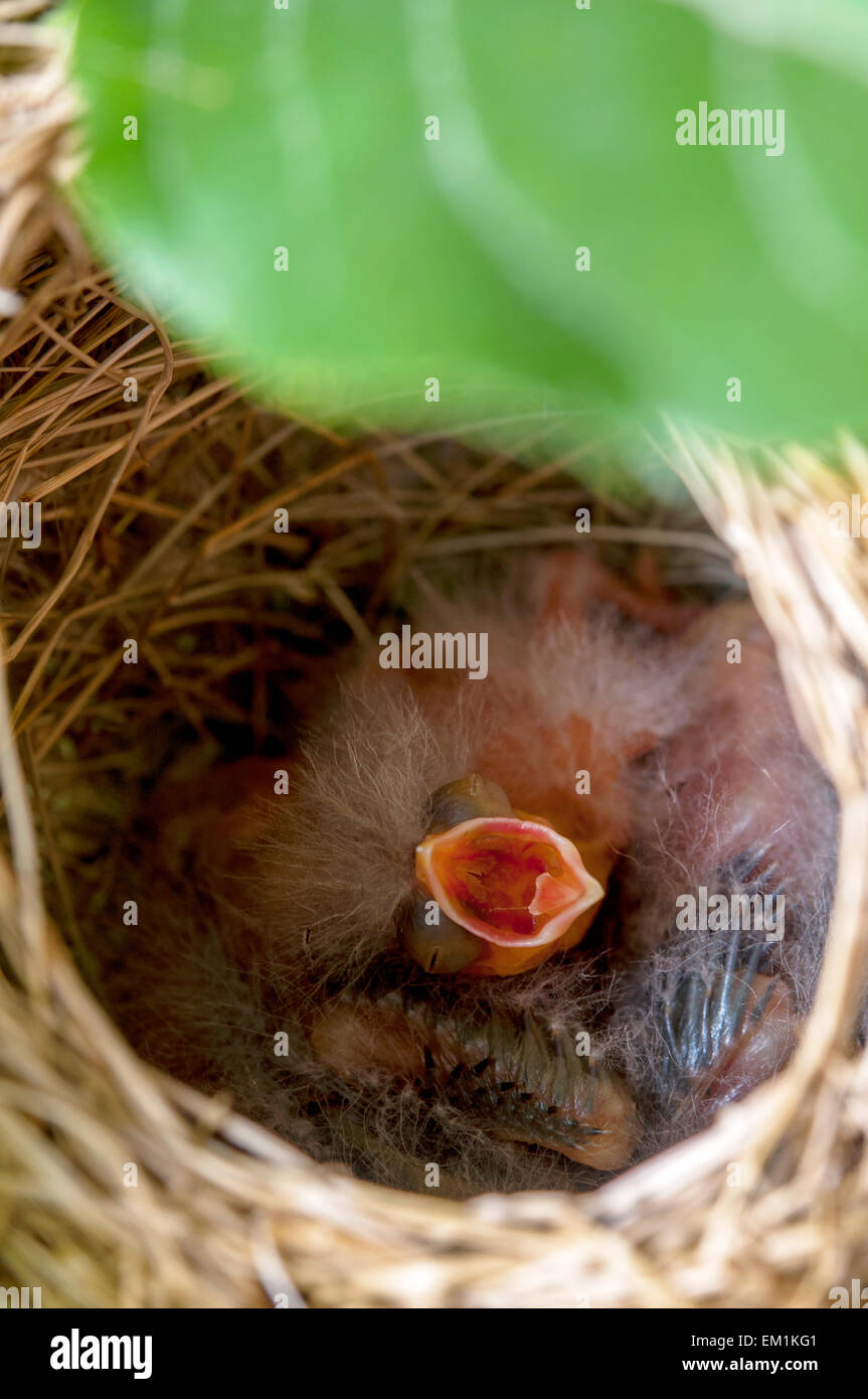 Baby bird nest mouth open Stock Photo