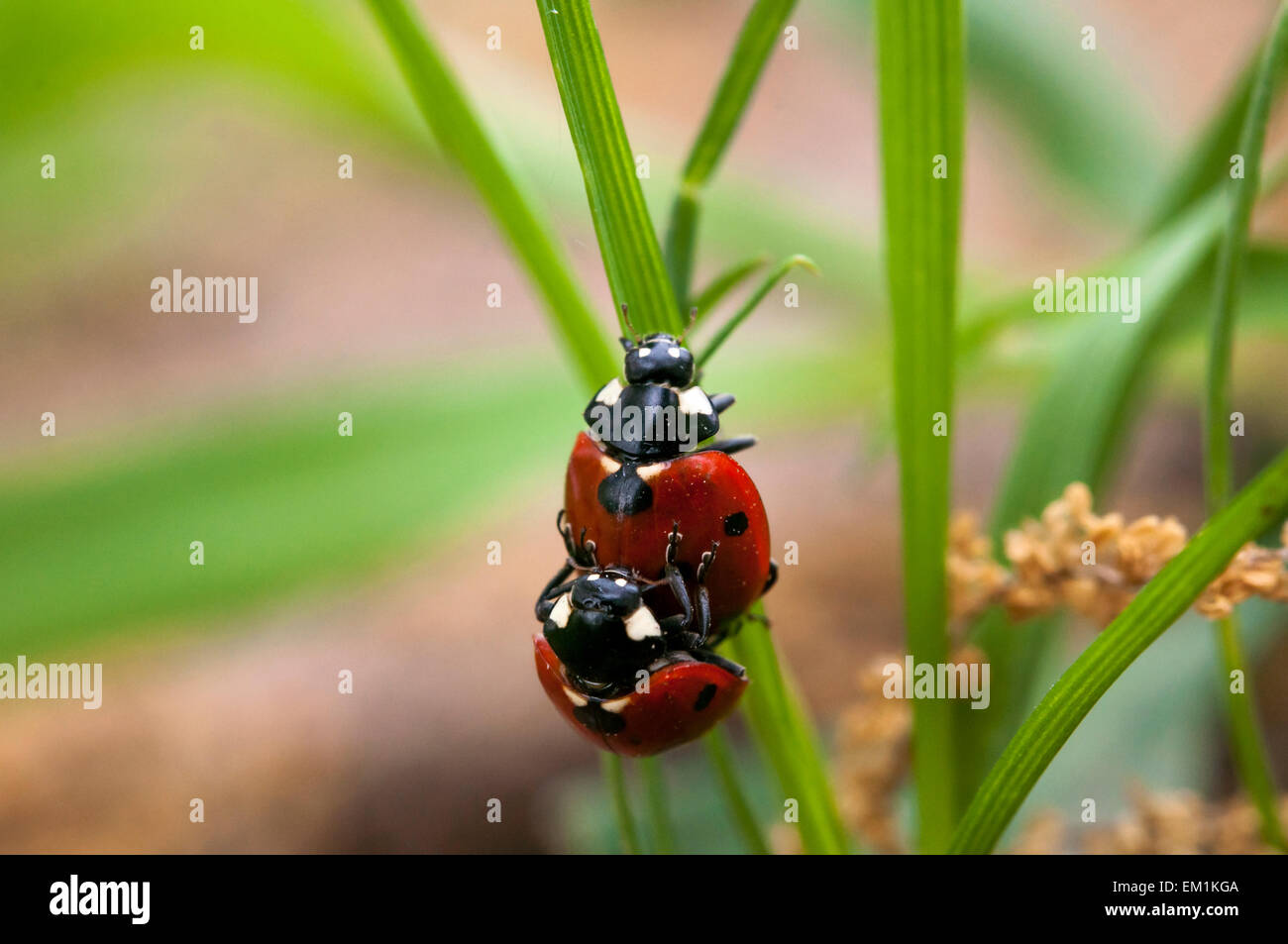ladybugs mating Stock Photo
