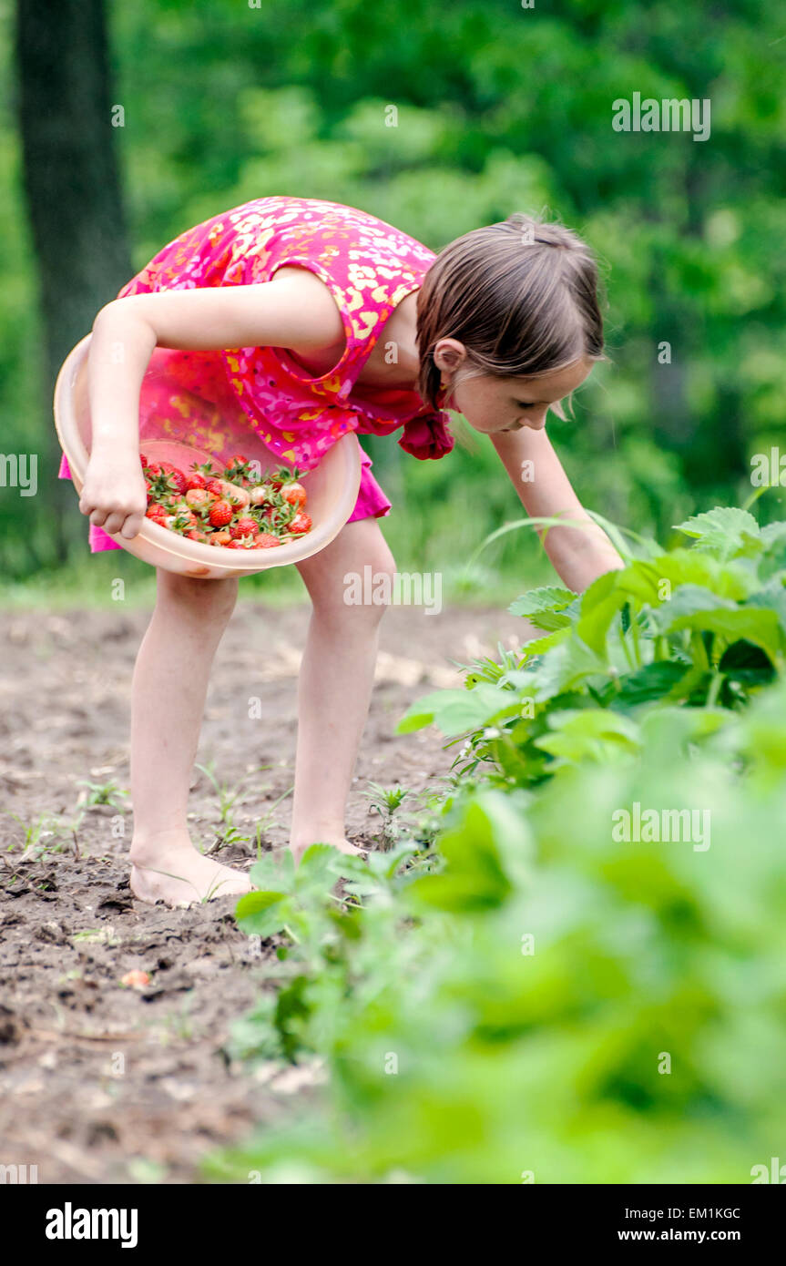 girl picking strawberries Stock Photo - Alamy