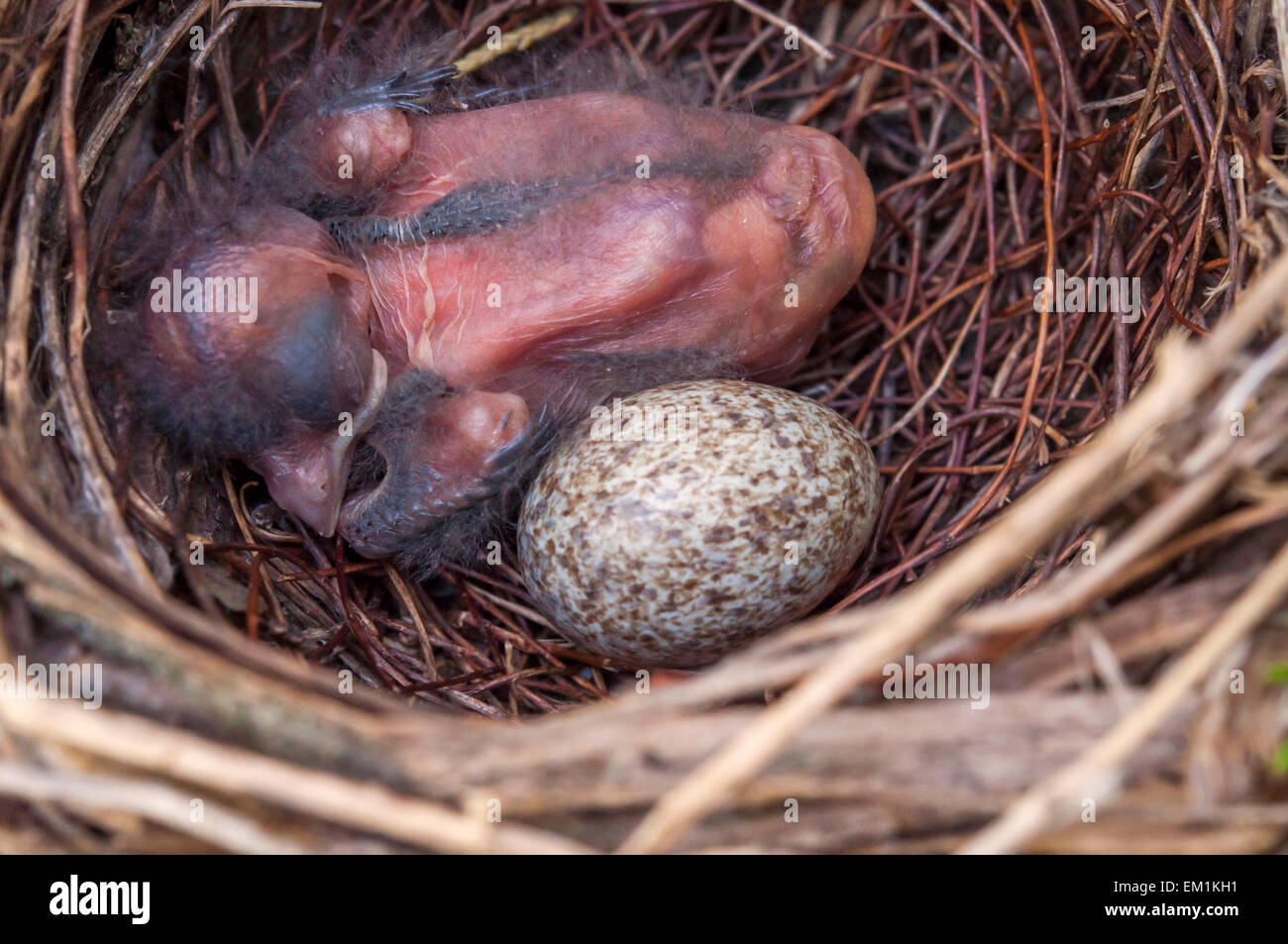 Cardinal baby bird by egg in nest Stock Photo