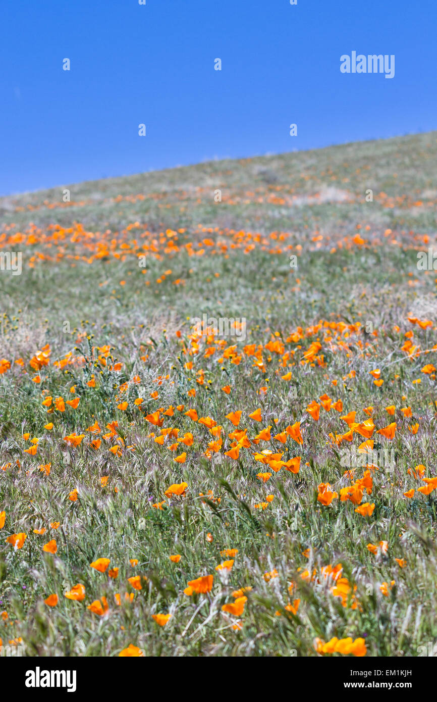 Springtime in California, thousands of flowers blooming on the hills of