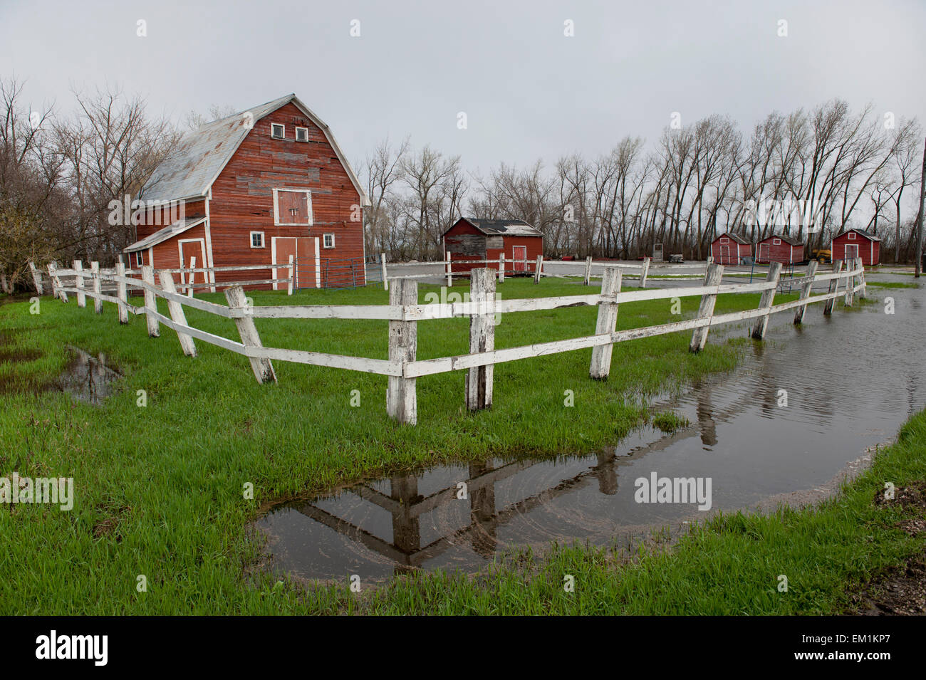 A Barn And White Fence Surrounded By Pools Of Water From Flooding; St
