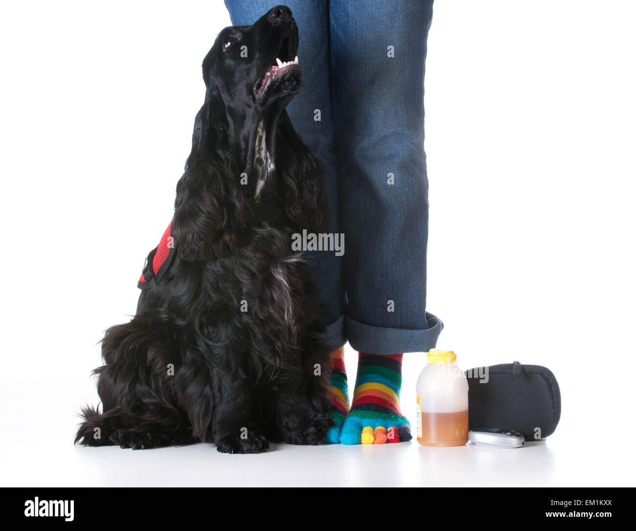 service dog diabetic trained service dog sitting beside owner Stock