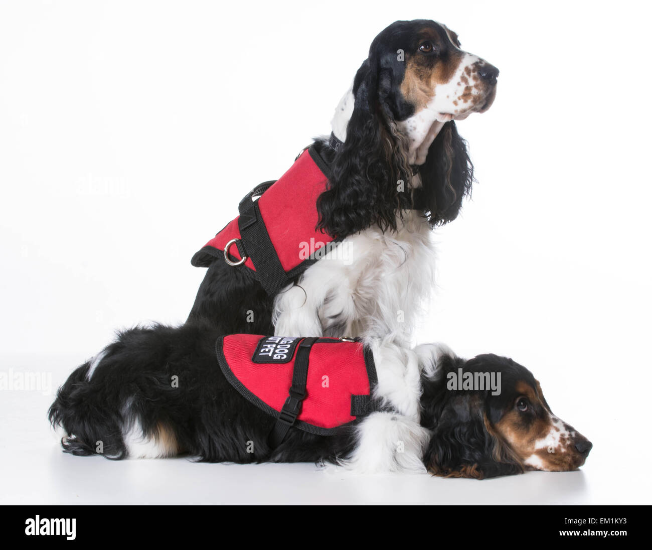 service dogs two english cocker spaniels wearing vests on white background Stock Photo Alamy