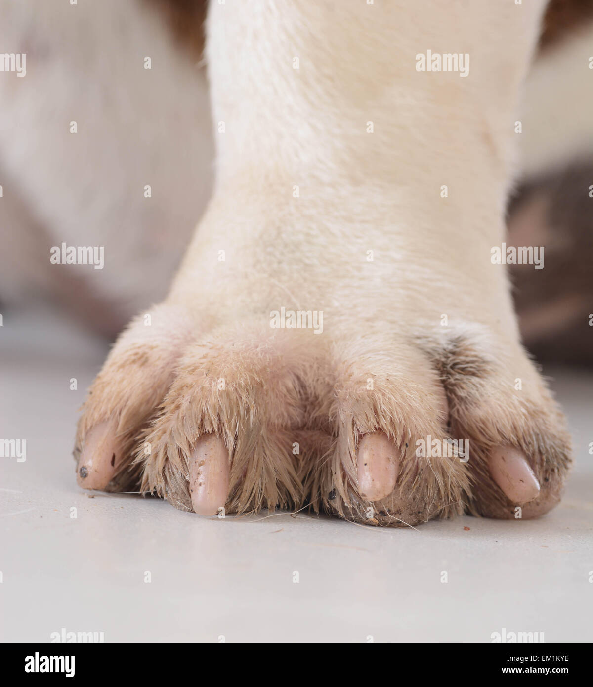 Muddy dog paw print hires stock photography and images Alamy