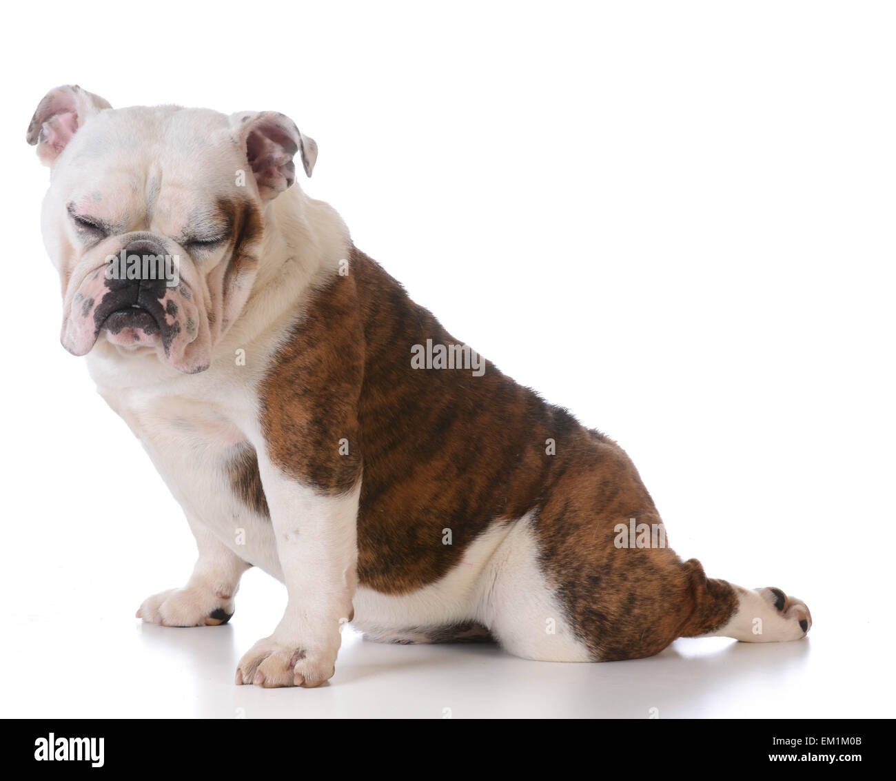 cute bulldog puppy sitting with back leg stretched out behind on white background Stock Photo