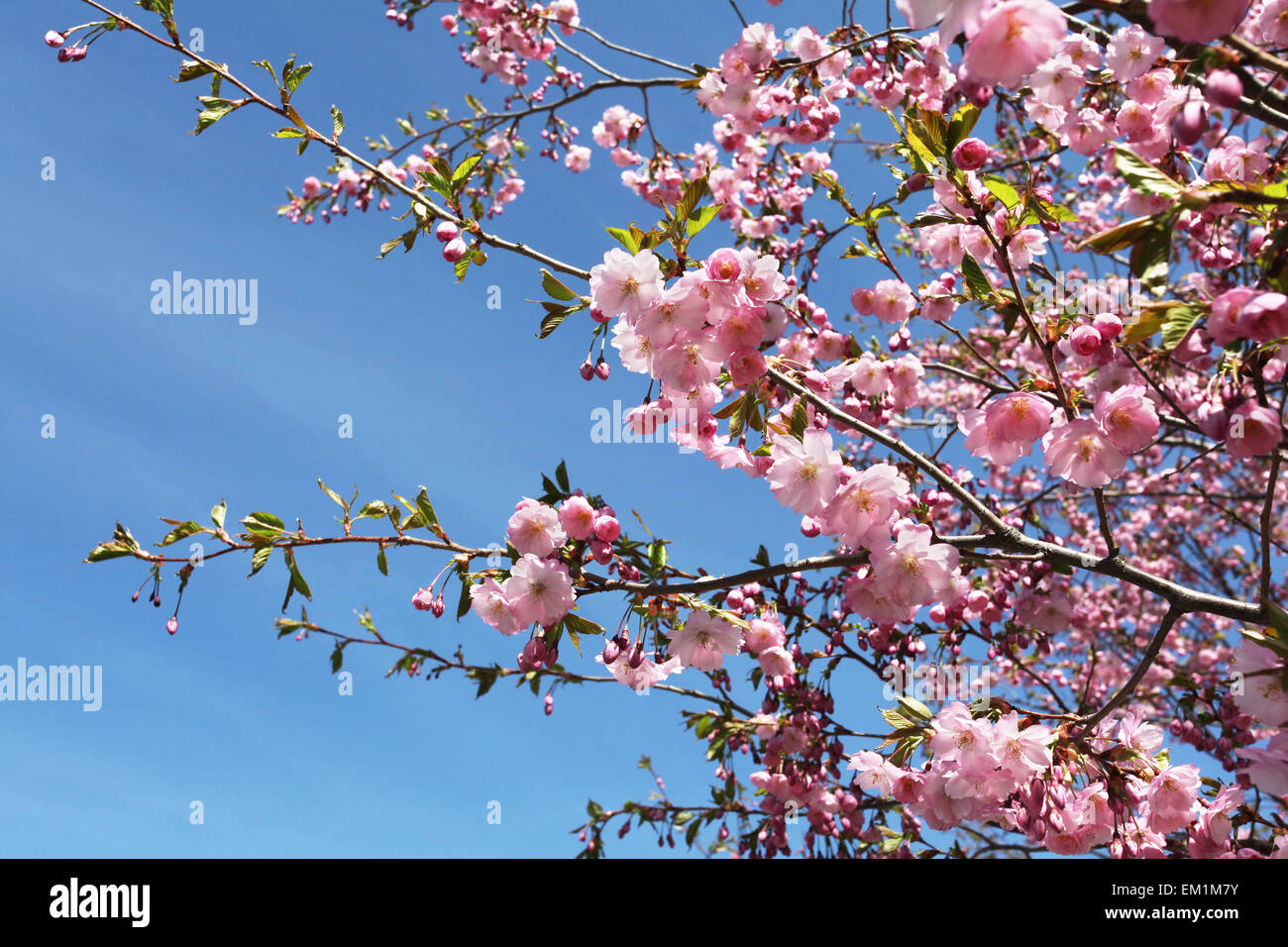 Sakura bloom hi-res stock photography and images - Alamy