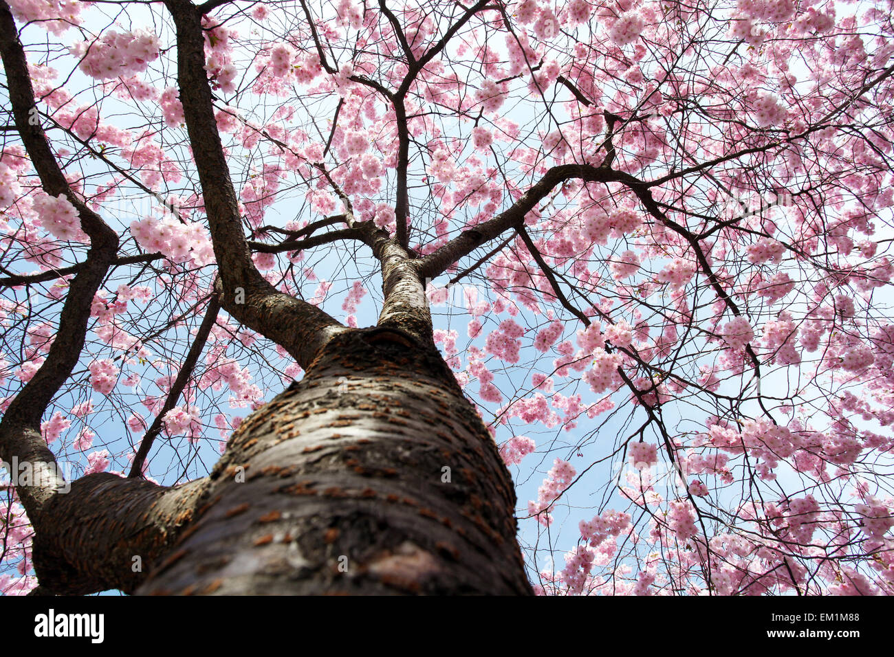 Sakura cherry blossom season hi-res stock photography and images - Alamy