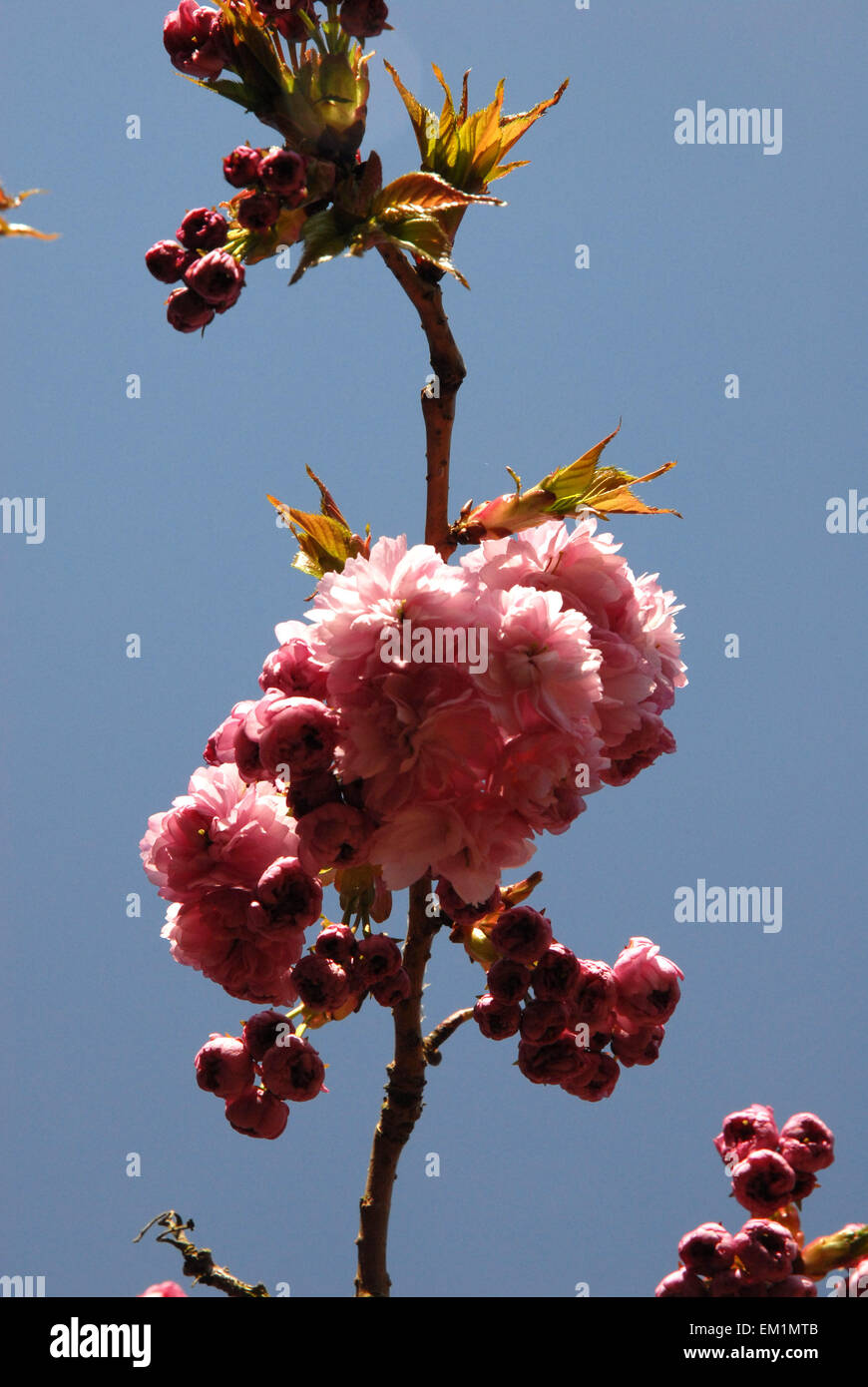 Ornamental cherry tree hi-res stock photography and images - Alamy