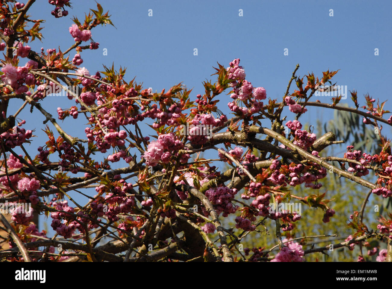 ornamental cherry tree blossom Stock Photo