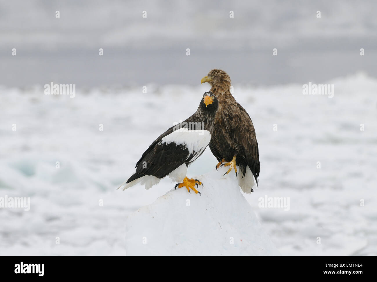 Bird Of Prey Talons 1
