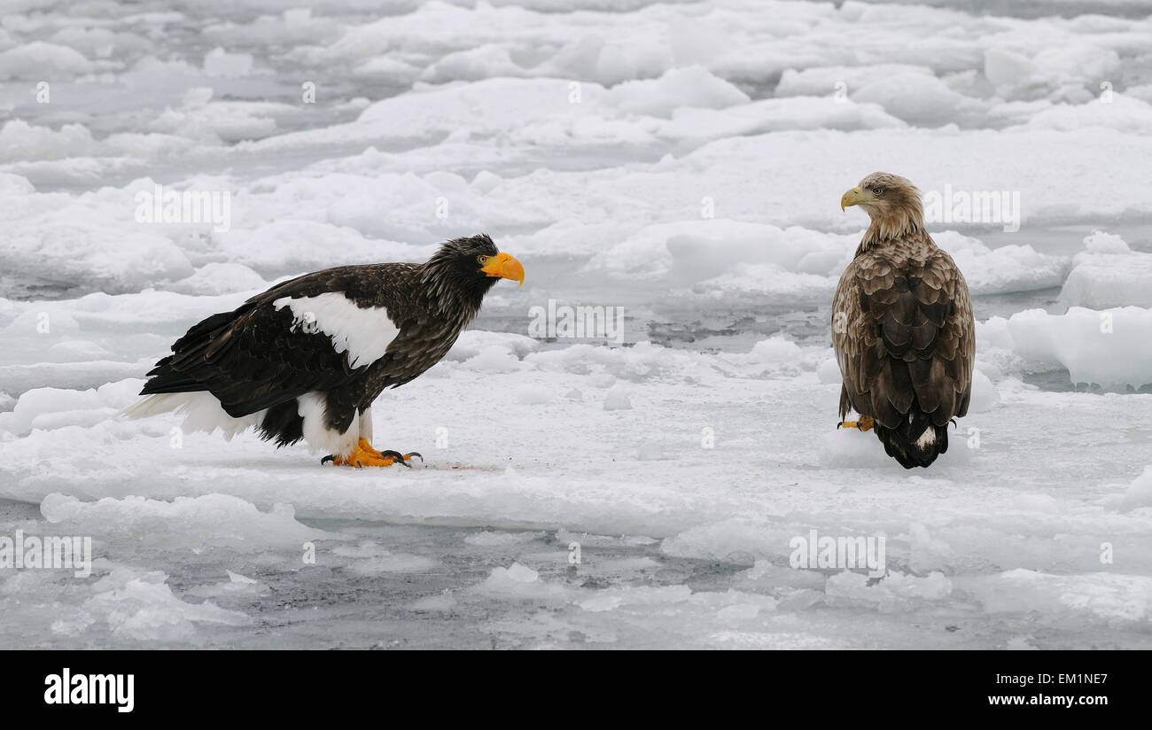 Bird Of Prey Talons 5