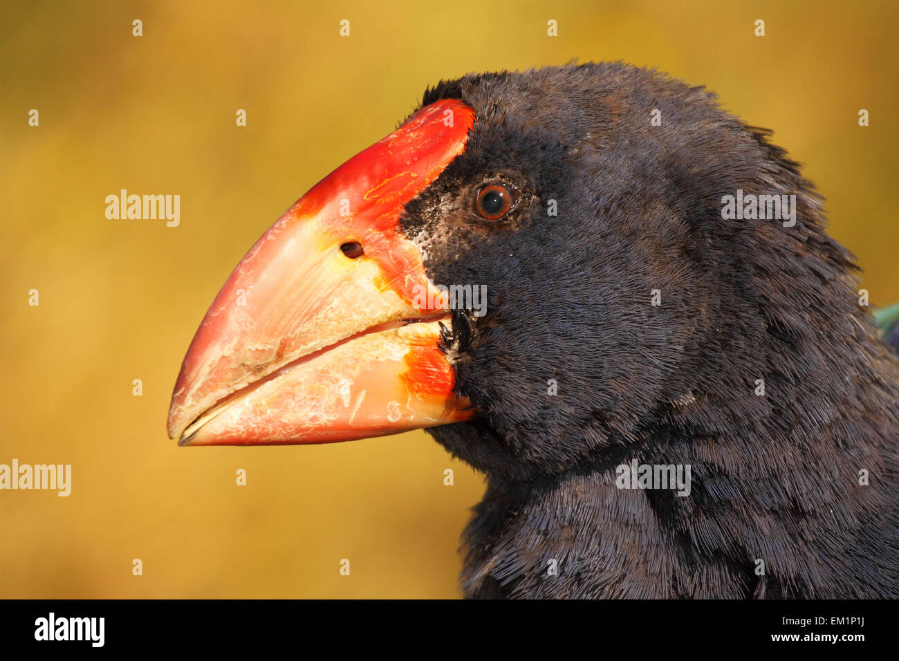 A Takahe calling softly. Stock Photo