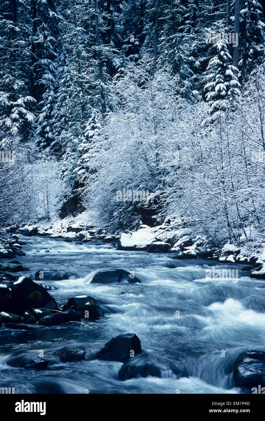 USA, Willamette National Forest; Oregon, Salt Creek with Snowy Trees Stock Photo