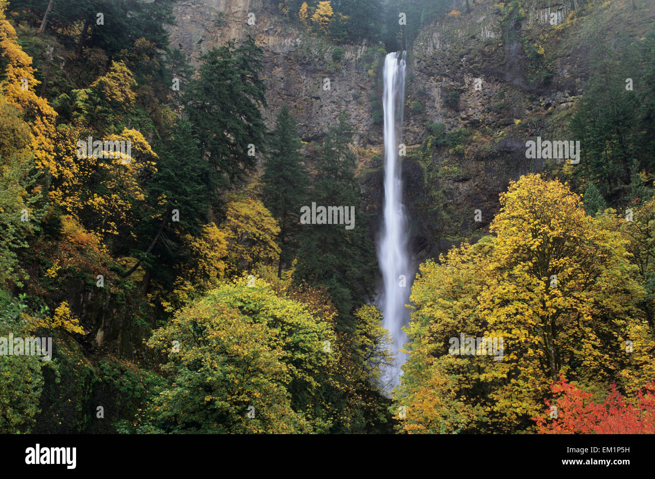 USA, Columbia River Gorge; Oregon, Multnomah Falls Among Fall Colors Stock Photo
