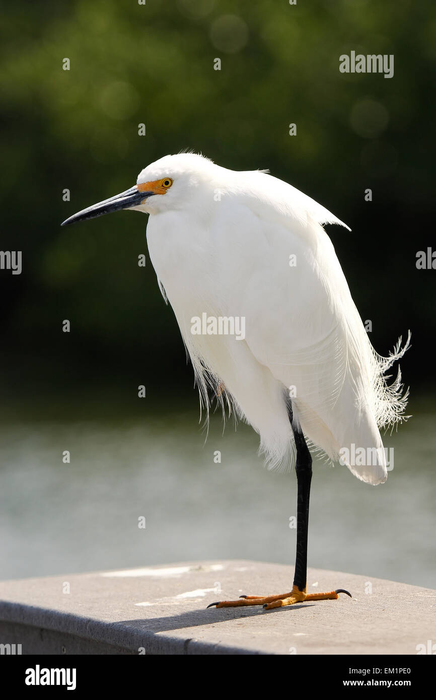 Snowy Egret (Egretta thula Stock Photo - Alamy