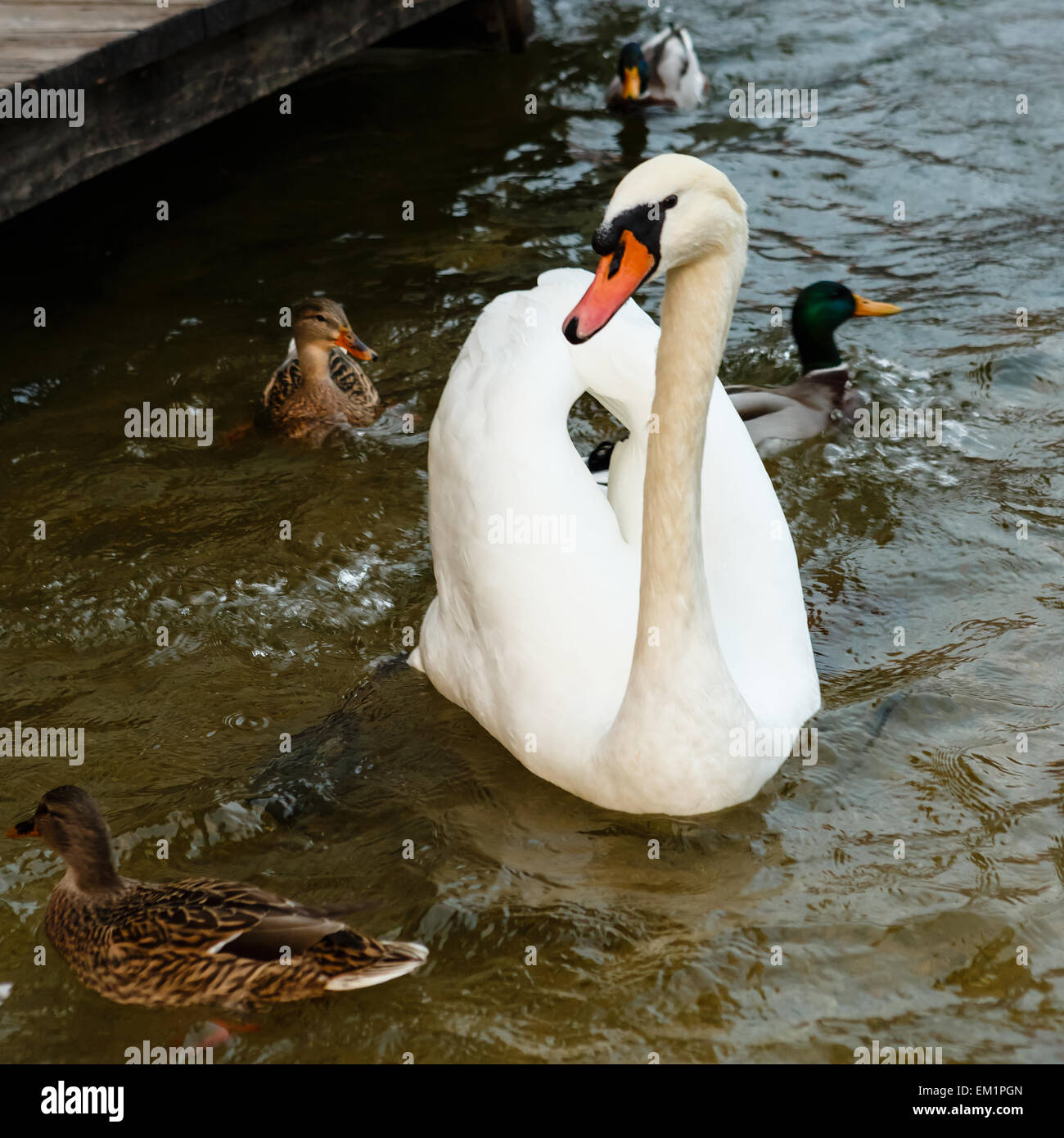 White swan floating on the lake in search of food Stock Photo