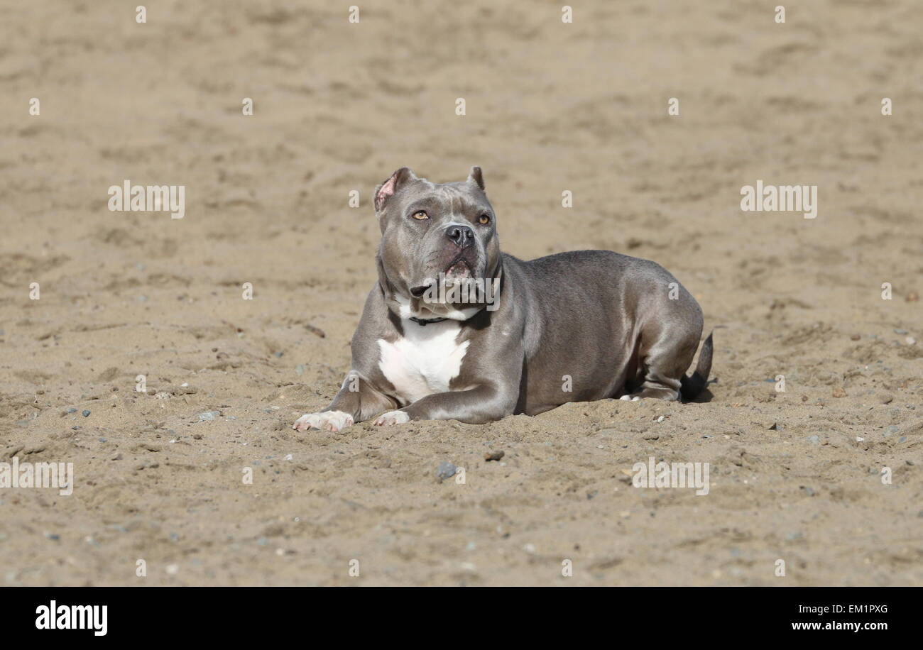 Blue Pitbull Uncropped Ears