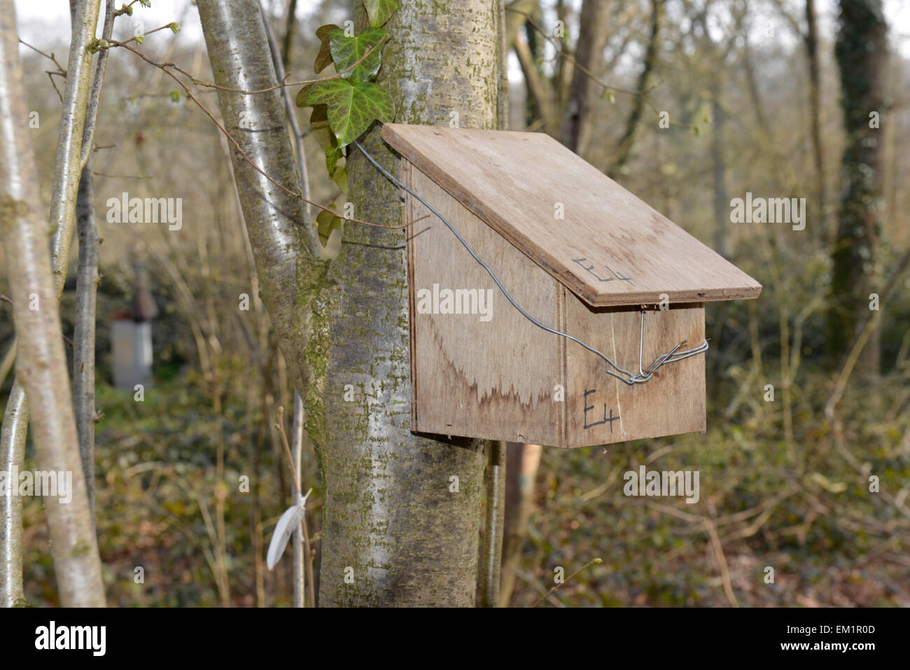 Nest box for Hazel Dormouse - Muscardinus avellanarius Stock Photo