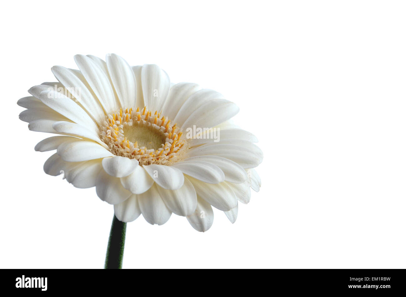 White daisy border Stock Photo