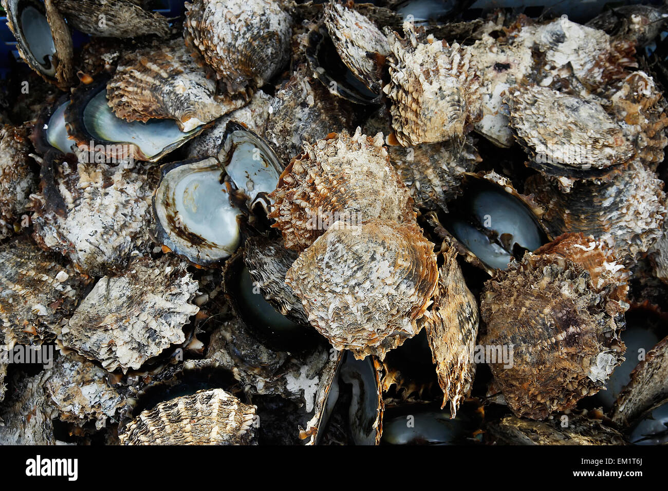 Pile of oyster shells at pearl farm, Vanua Levu island, Fiji, South Pacific Stock Photo