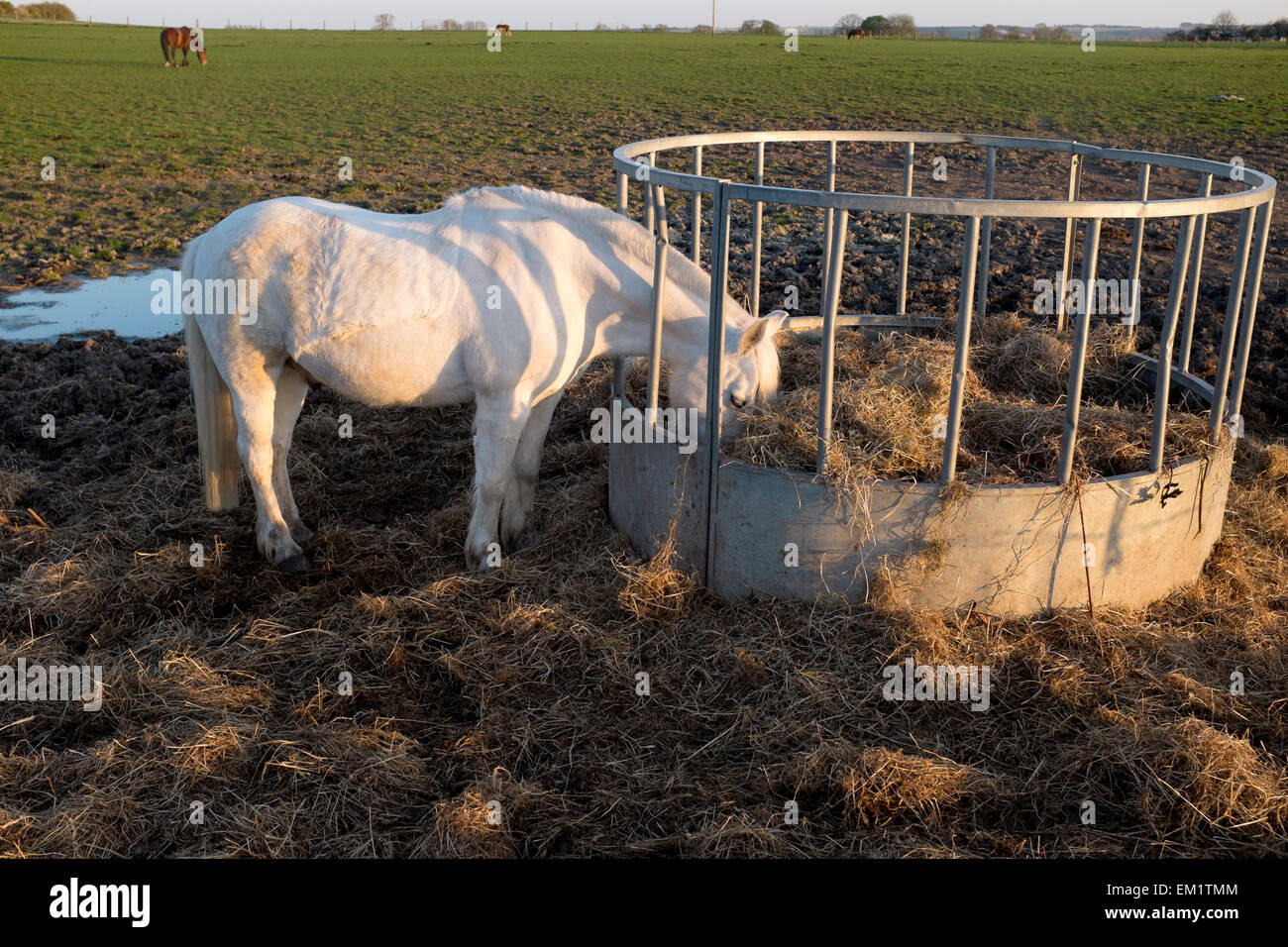 White Horse Feeding Stock Photo