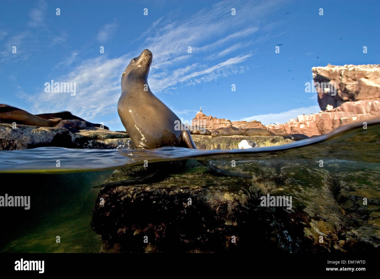 USA, California, California Sea Lions (Zalophus Californianus); Baja Stock Photo