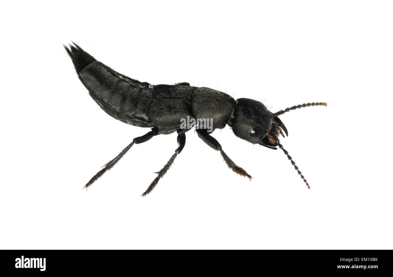 Ocypus olens hi-res stock photography and images - Alamy