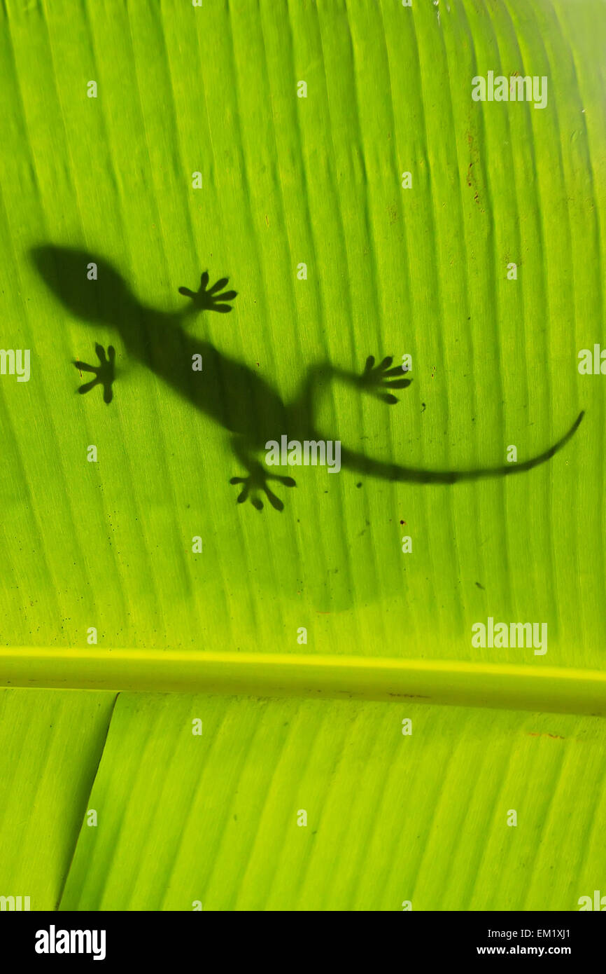 Silhouette of tokay gecko on a palm tree leaf, Ang Thong National Marine Park, Thailand Stock Photo