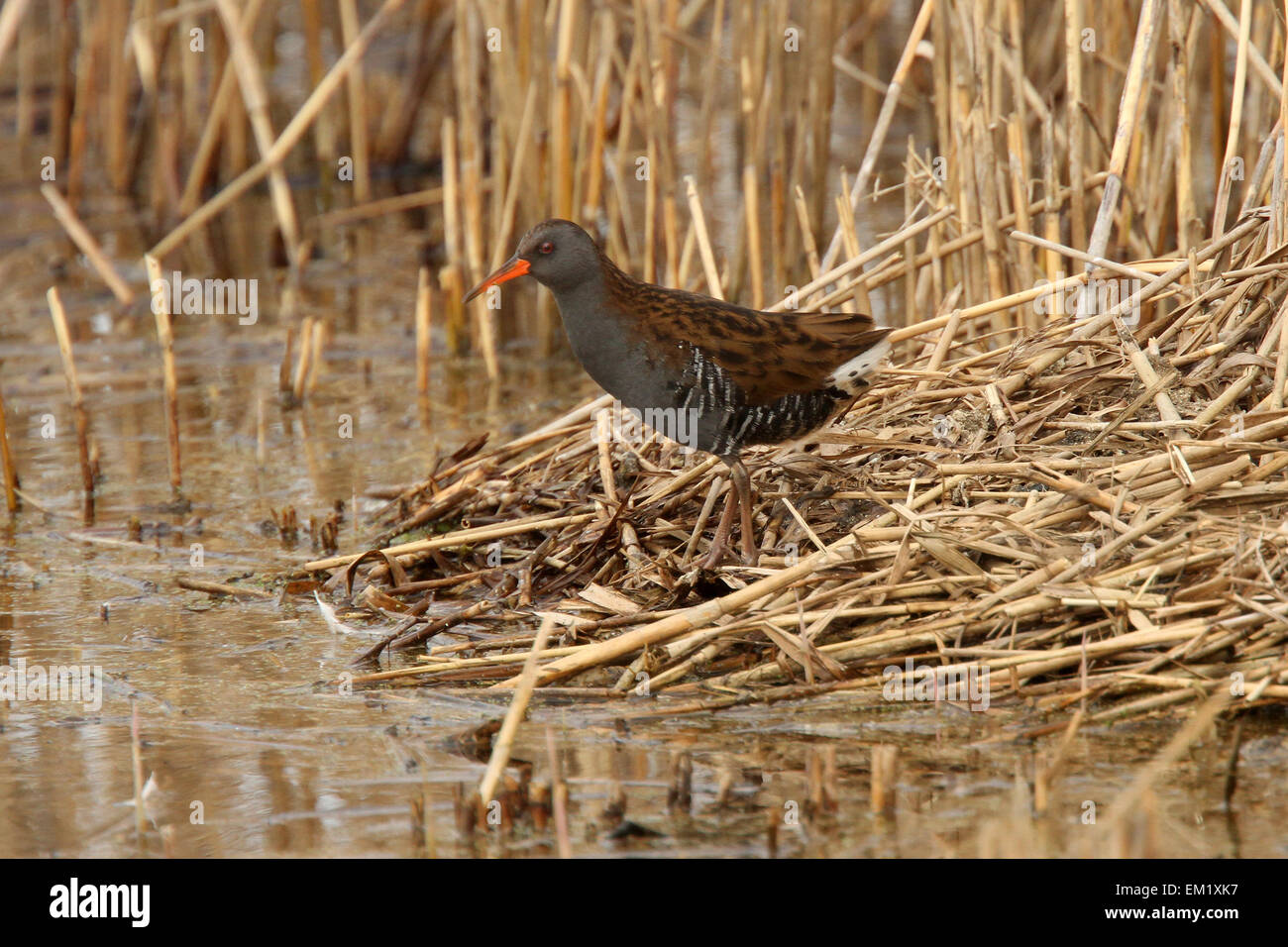 Water Rail at Ham Wall RSPB Nature reserve in Somerset, England, 28th March 2015 Stock Photo