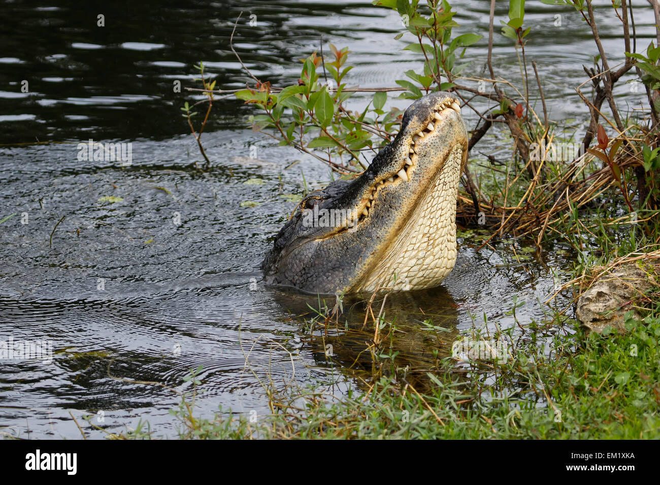 American alligator (Alligator mississippiensis) water dancing in Everglades National Park, Florida, USA Stock Photo