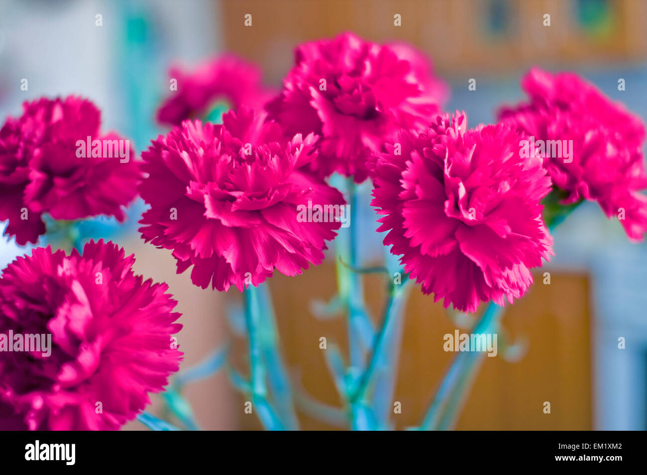 Pink carnation flowers Stock Photo Alamy