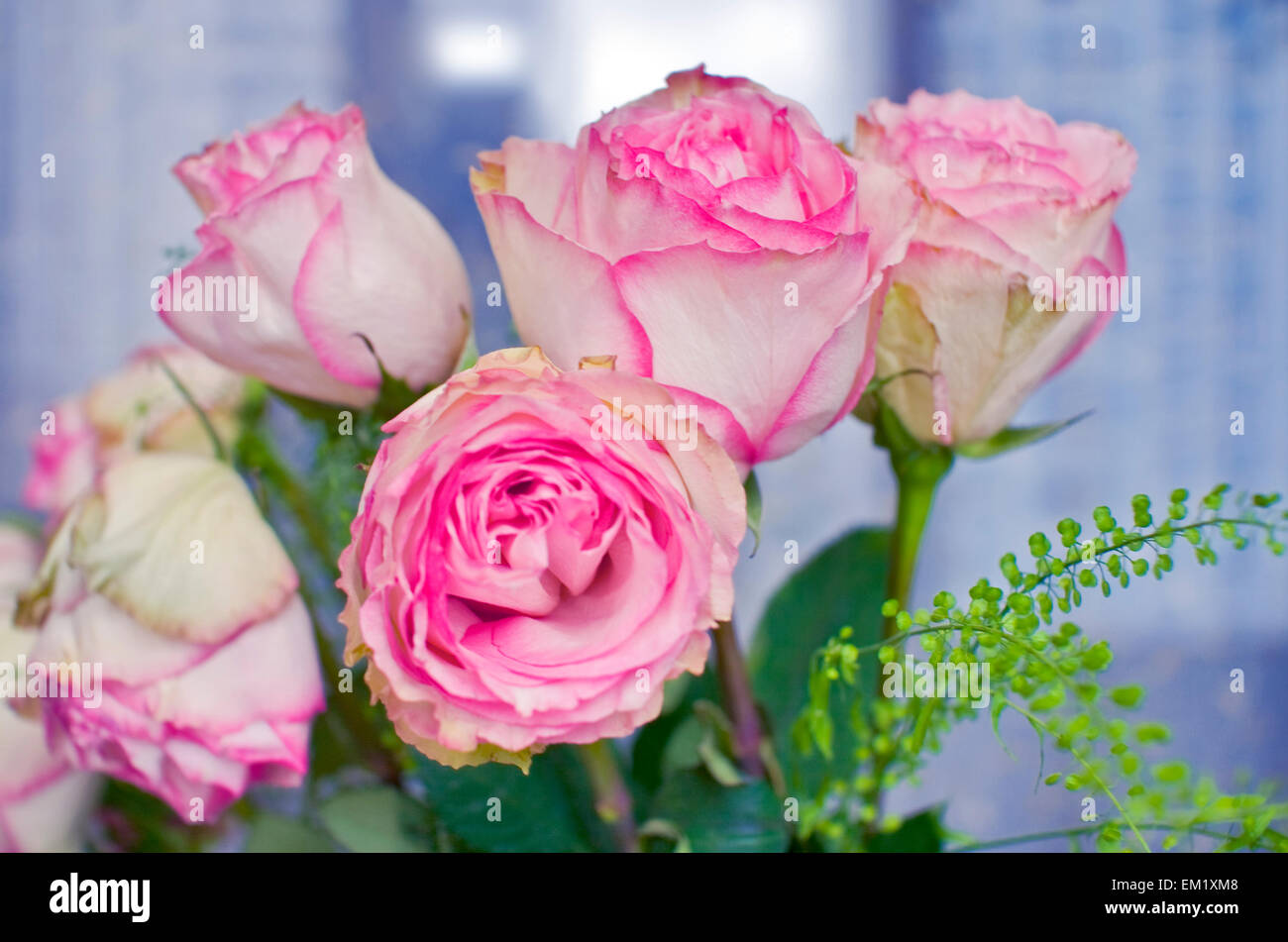 Joy roses hi-res stock photography and images - Alamy