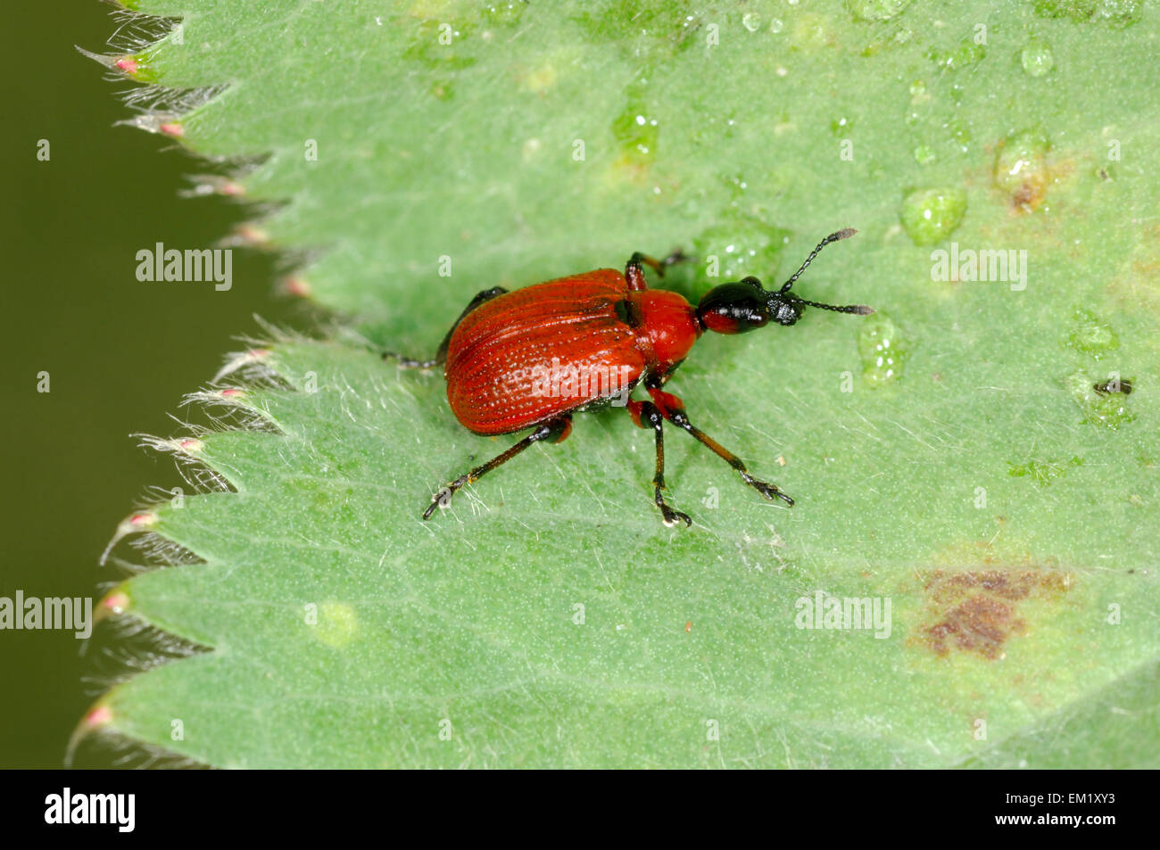 Hazel Leaf-roller - Apoderus coryli Stock Photo