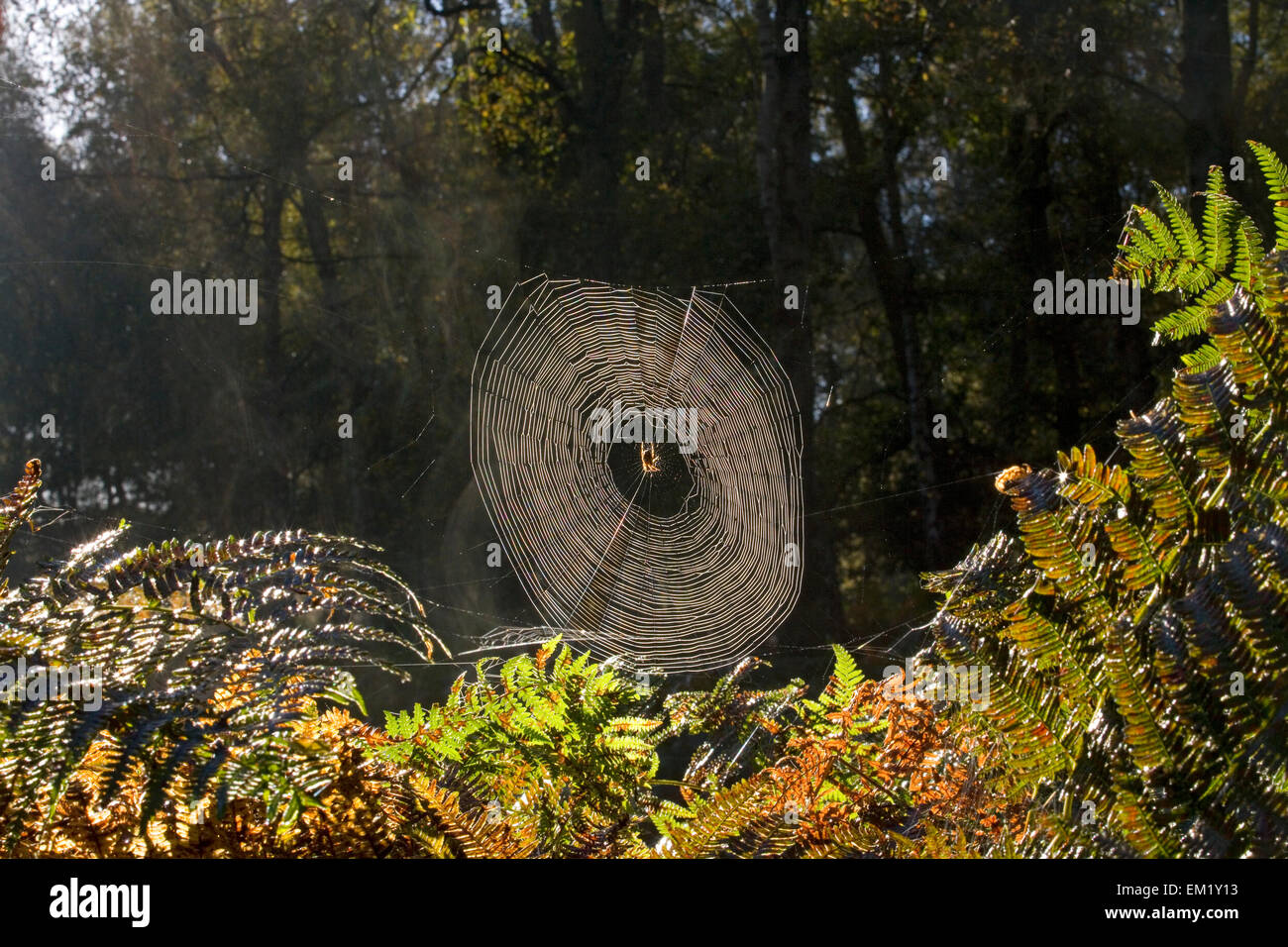 Spiders Web on Autumn Morning Stock Photo