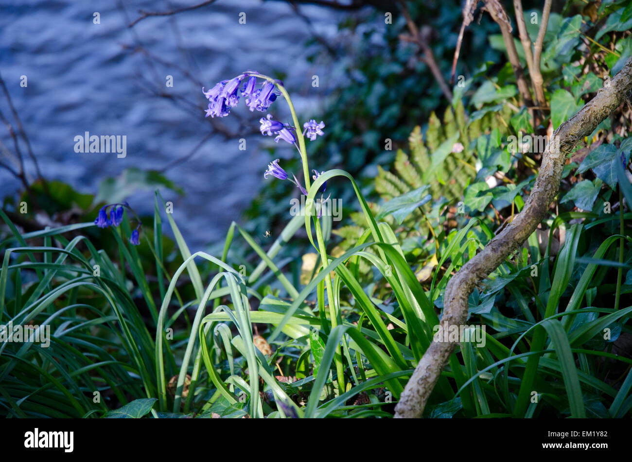 Single Bluebell flower growing on a riverbank in the UK Stock Photo Alamy
